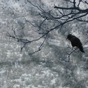 Snow Tree Crow