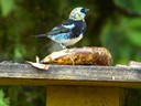 Golden Hooded Tanager