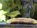 Hepatic Tanager - female