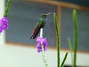 Hummingbird - Rufous tailed