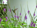 Hummingbird - Violetcapped-male
