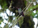 Hummingbird - Sapphire throated