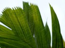 Palm Cobwebs