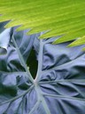 Philodendron and Palm