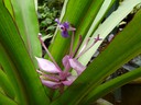 Purple Bromeliad