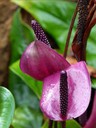 Purple Heliconia