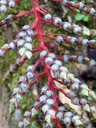 Red Stem with Blue Berries