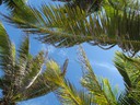 Lying on the beach looking up at Paamul's Palm Trees