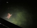A Manta Ray circles lazily under the dock at night