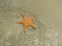 Starfish at Starfish Beach