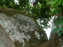 Petroglyphs are on most of the boulders
