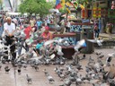 Feeding the pigeons in Casco Viejo