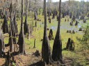 Dead Tree Lake, Wewahitchka, FL