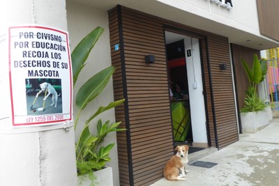 circasiadogcleanup.JPG
