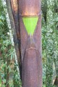 parquedevidaguadua.JPG