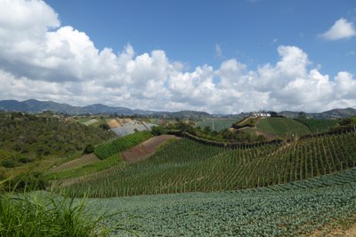 fieldcrops.jpeg