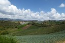 fieldcrops.jpeg