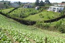 fields.jpeg