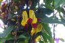 goldredflowers.jpeg