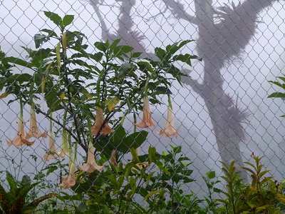 plantsinfog.jpg