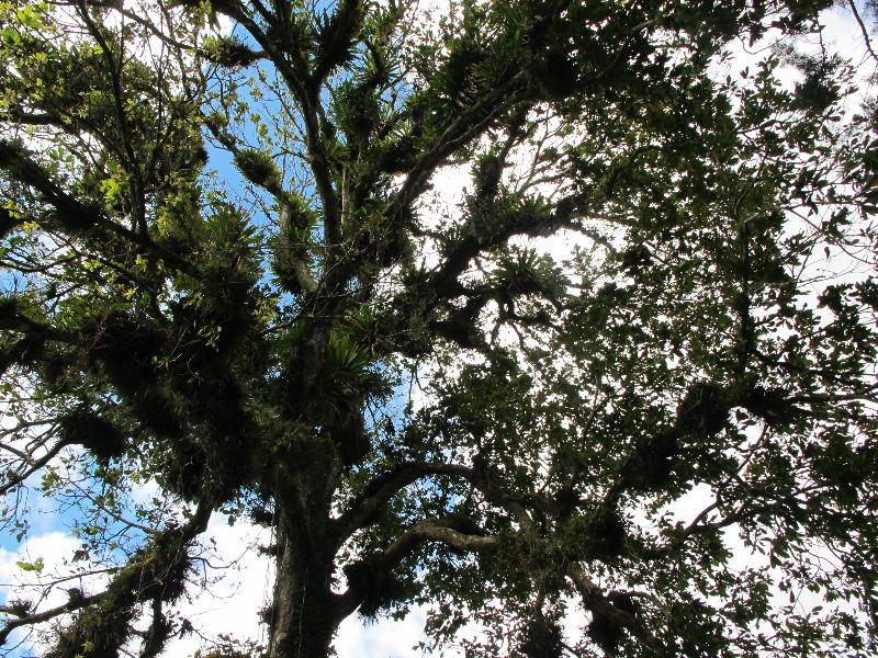 tree of bromeliads