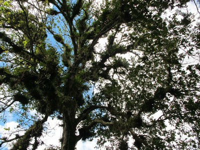 tree of bromeliads