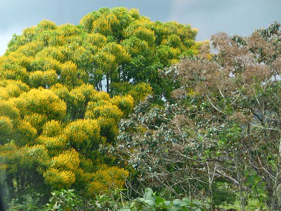 yellowtree.jpg