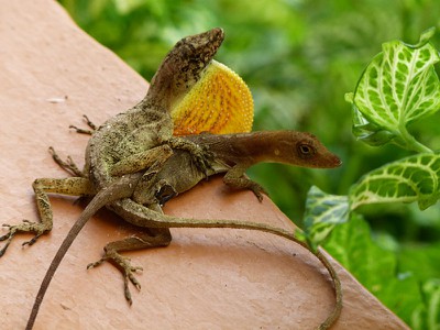 lizardsex.jpg