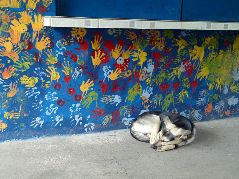 schooldog.jpg