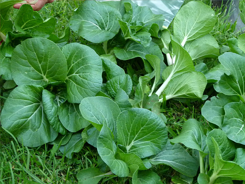 mustardgreens.jpg