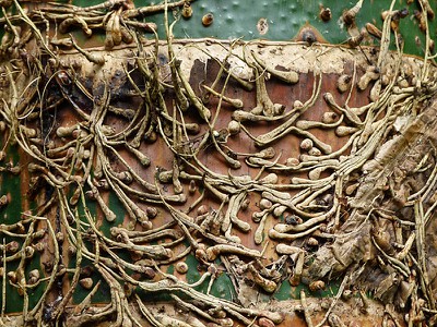 bamboopattern-1.jpg