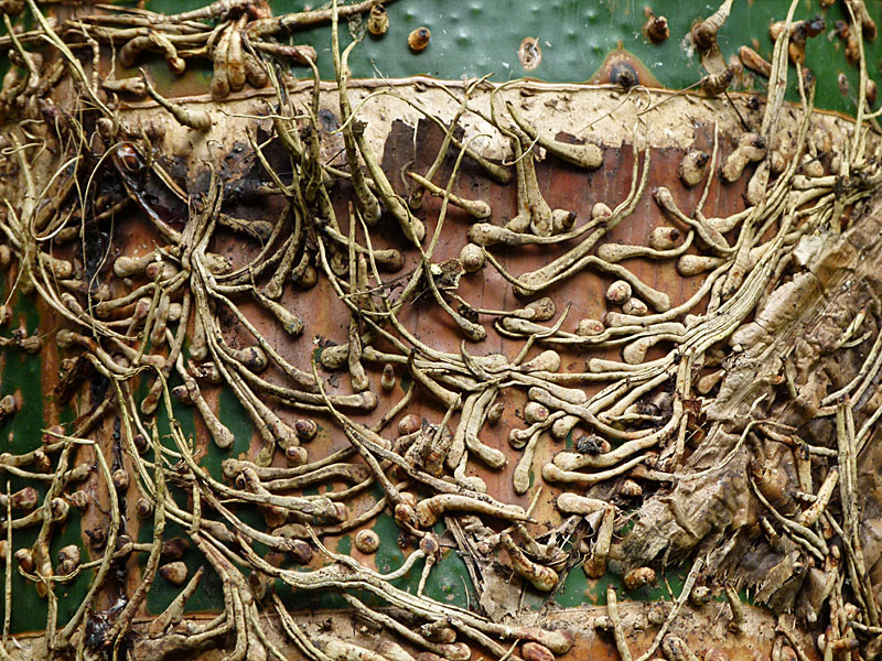bamboopattern.jpg
