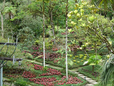 bromeliadgardenview.jpg