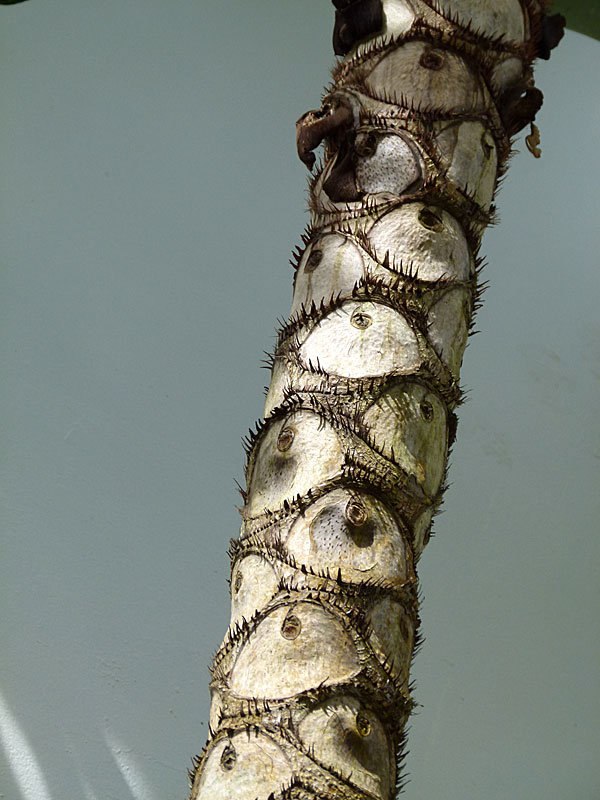 eyelashtrunk copy.jpg