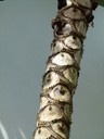 eyelashtrunk copy.jpg