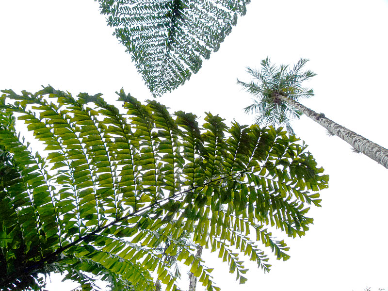 lookingup copy.jpg