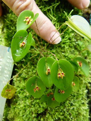 microorchid-finger copy.jpg