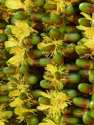 palmseedblooming copy.jpg