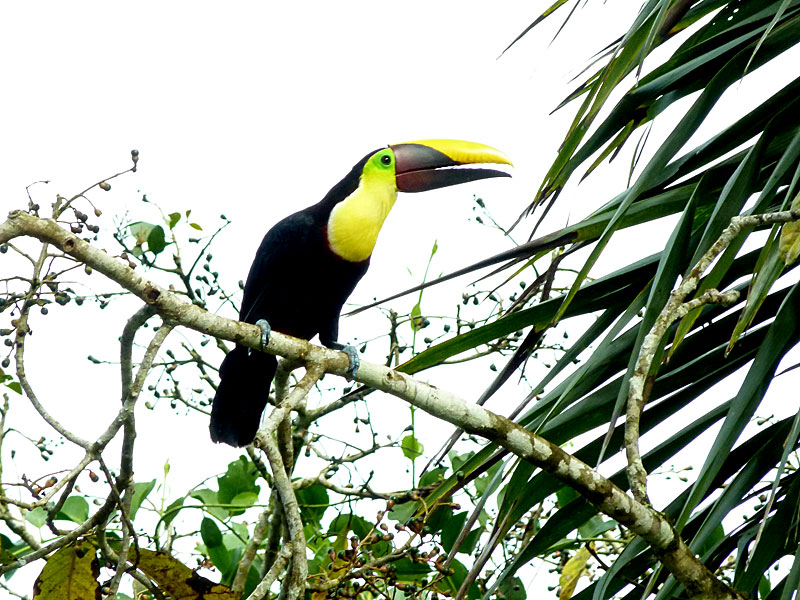 toucan-chestnutmandibled copy.jpg
