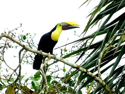 toucan-chestnutmandibled copy.jpg