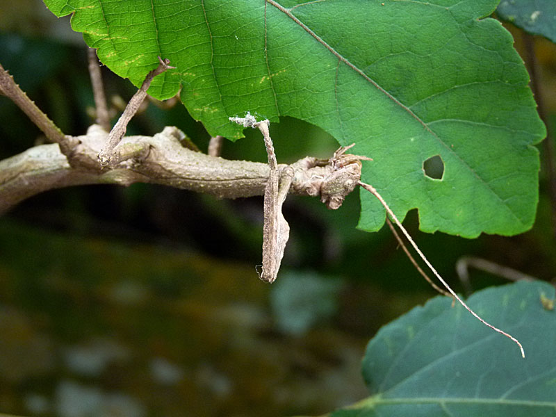 walkingstick copy.jpg