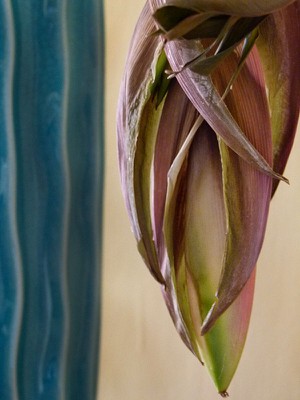 deadheliconia.jpg