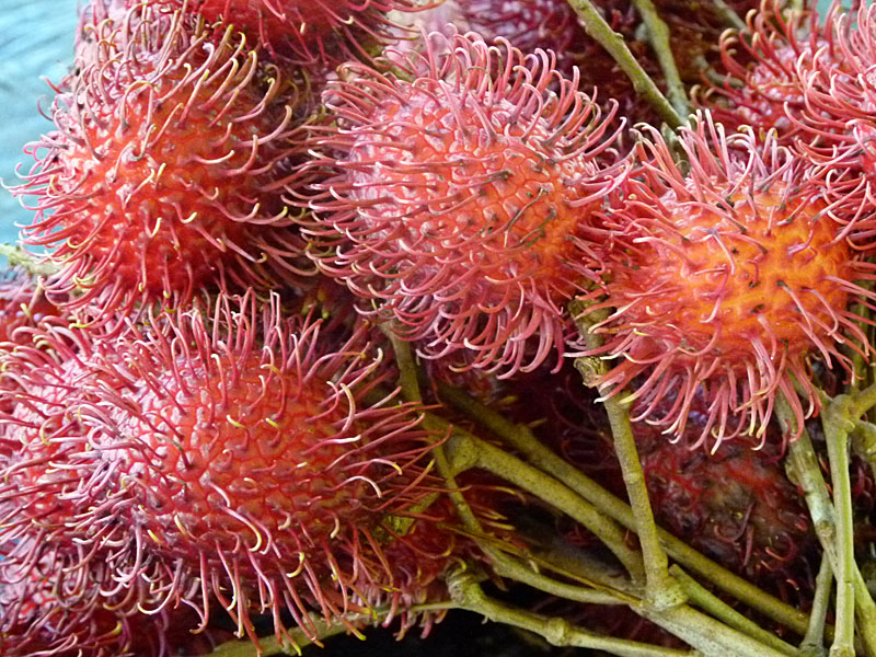 pricklyfruit.jpg