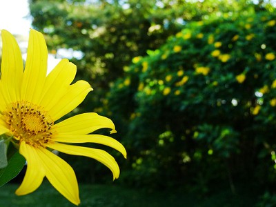 daisytree.jpg