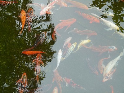 koi.jpg