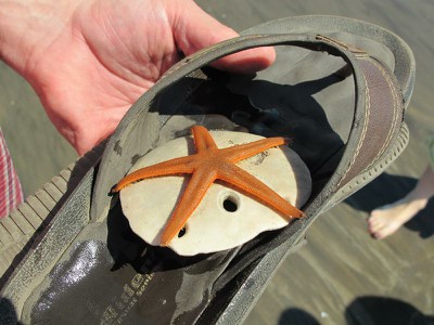 sanddollar starfish