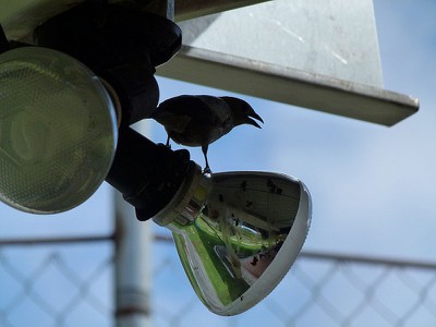 birdtalkingonlight.jpg