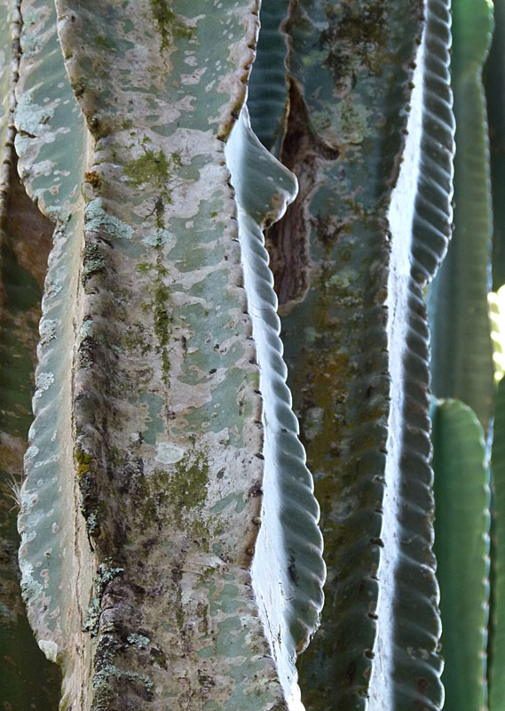 cactus.jpg