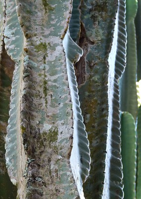 cactus.jpg