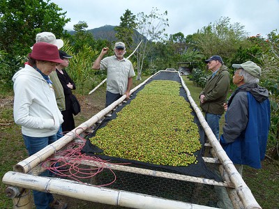 dryingbeans